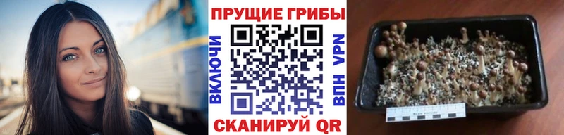 Псилоцибиновые грибы прущие грибы shop официальный сайт Королёв наркота